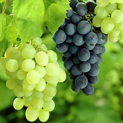 Столовый  Столовый в Тамбове