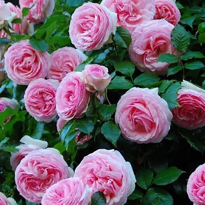 Саженцы роз ПЬЕР ДЕ РОНСАР плетистая  Саженцы роз ПЬЕР ДЕ РОНСАР плетистая в Тамбове