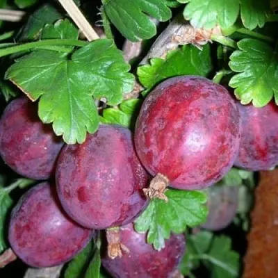 Крыжовник КОЛОБОК  Крыжовник КОЛОБОК в Тамбове