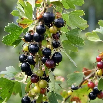 Смородина золотистая ПЛОТНОМЯСАЯ  Смородина золотистая ПЛОТНОМЯСАЯ в Тамбове