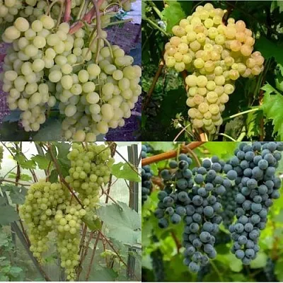 Комплект ВИНОГРАДНАЯ РАДУГА в Тамбове