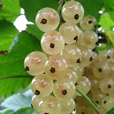 Смородина белая ЮТЕРБОРГСКАЯ в Тамбове