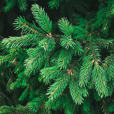 Ель  Ель в Тамбове