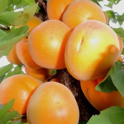 Абрикос ДЕСЕРТНЫЙ — описание сорта Абрикос ДЕСЕРТНЫЙ в Тамбове