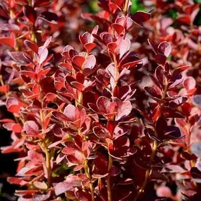 Барбарис ВУЛКАНО тунберга в Тамбове