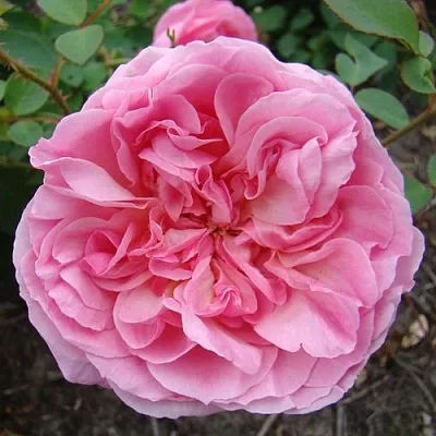 Саженцы роз ХАЙДИ ХОЛЛ английская  Саженцы роз ХАЙДИ ХОЛЛ английская в Тамбове