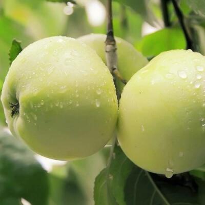 Саженцы яблони оптом в Тамбове