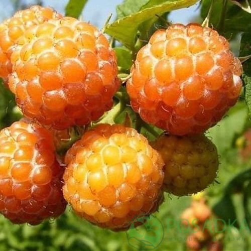 Малина КУМБЕРЛЕНД желтая в Тамбове