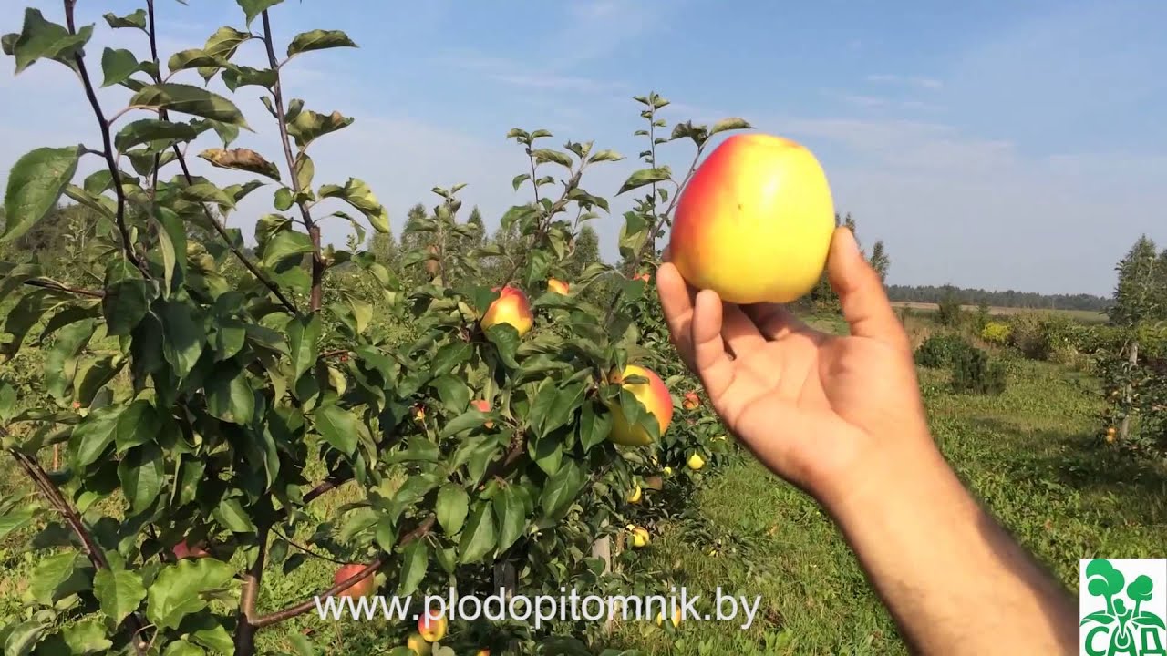 Превью видео