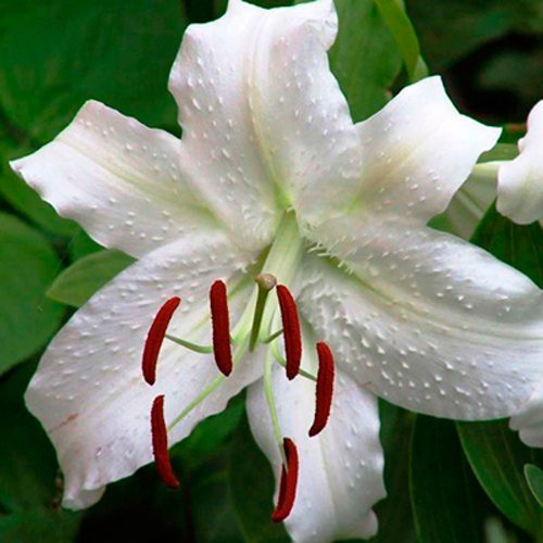 саженцы лилии Касабланка