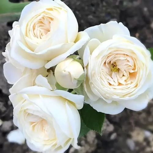 Роза АРТЕМИС шраб в Тамбове