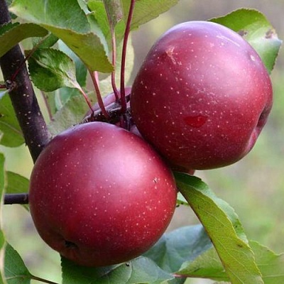 Яблоня красномясая в Тамбове
