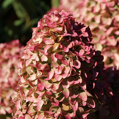 Мэджикал в Тамбове