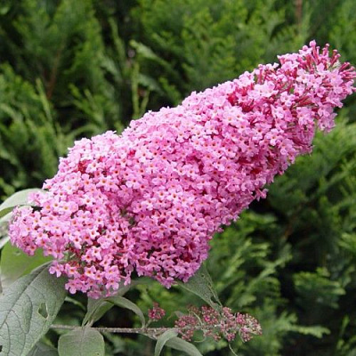 Буддлея давида ПИНК ДЕЛАЙТ в Тамбове