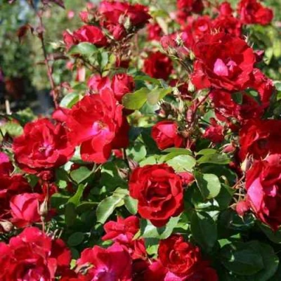 Роза ЧАМПЛЕЙН флорибунда в Тамбове