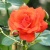 Роза АНЖЕЛИКА чайно-гибридная  в Тамбове