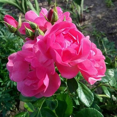Роза АНГЕЛА флорибунда в Тамбове