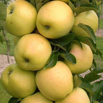 Яблоня колонновидная в Тамбове