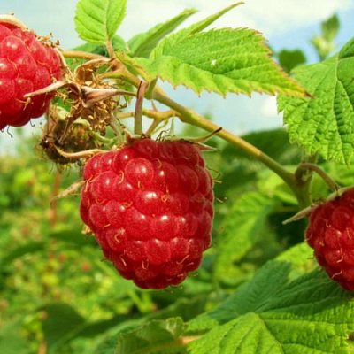 Бесшипная в Тамбове