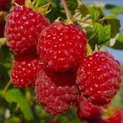 Ранняя в Тамбове