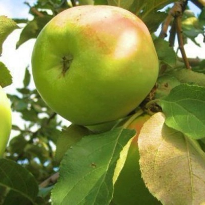 Яблоня ИКША колонновидная в Тамбове