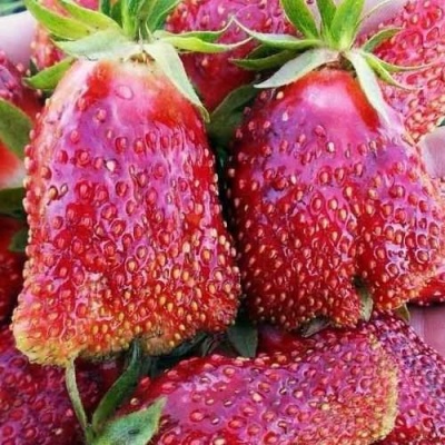Клубника КУПЧИХА в Тамбове