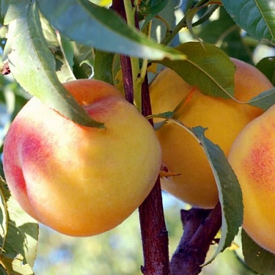 Персики в Тамбове