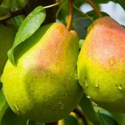 Груша ФЛЕЙТА в Тамбове