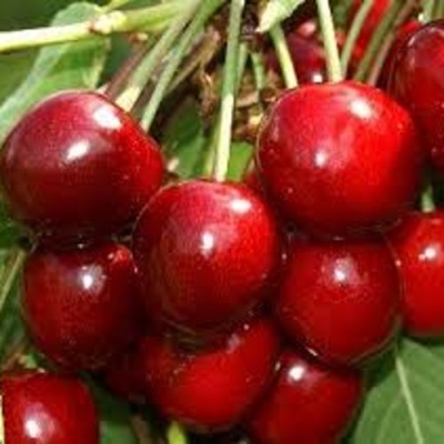 Черешня МИНЧАНКА в Тамбове