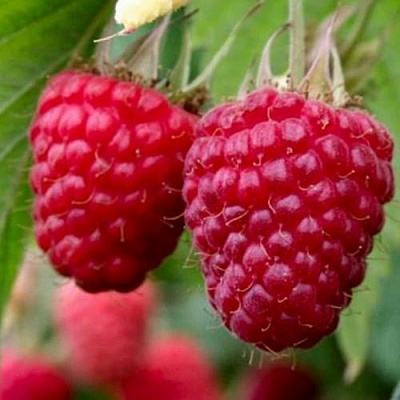 Средняя в Тамбове