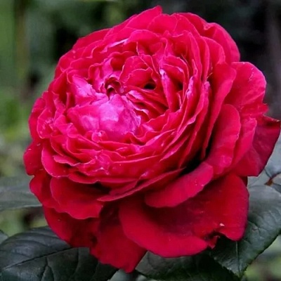 Роза 4 ВЕТРОВ флорибунда  в Тамбове