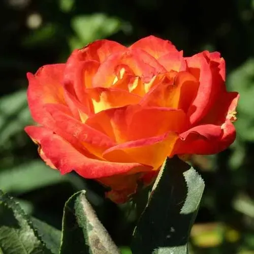 Роза ЛИНА чайно-гибридная  в Тамбове