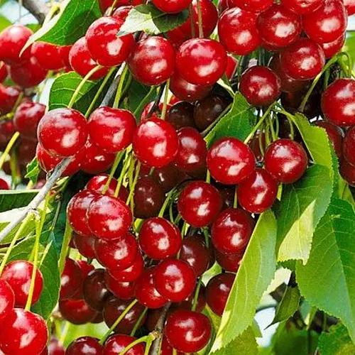 Вишня БРУСНИЦЫНА степная в Тамбове