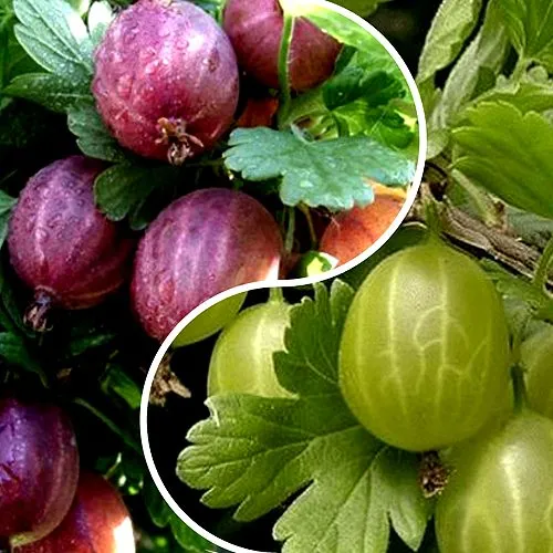 Комплект РЕДКИЙ СЧАСТЛИВЧИК в Тамбове