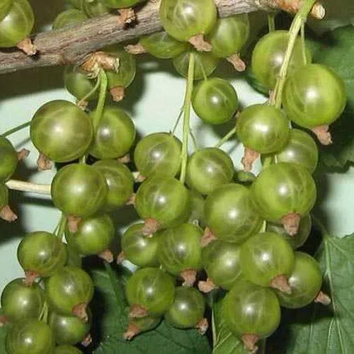 Смородина зеленоплодная ВЕРТИ в Тамбове